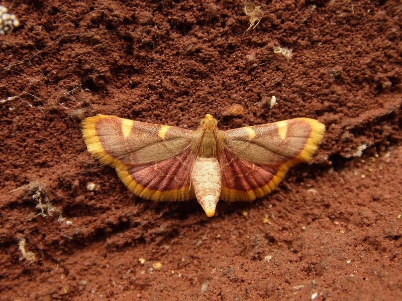 Piccola falena da ID - Hypsopygia costalis, Pyralidae